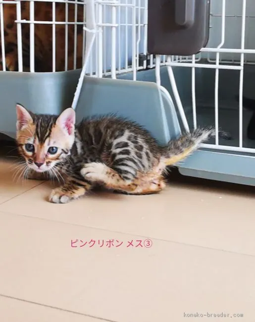 ID：2007-01892の子猫