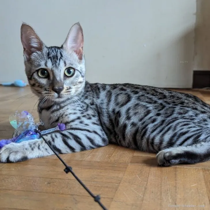 ID:2308-00209の子猫