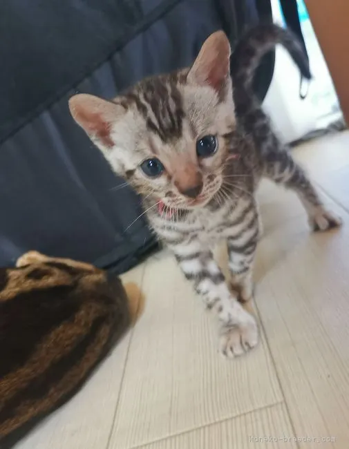 ID：2108-00887の子猫