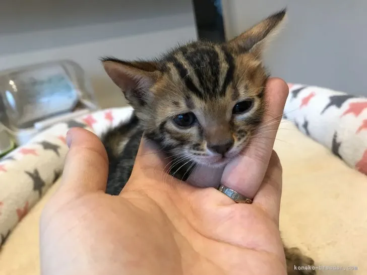 ID：1708-00793の子猫