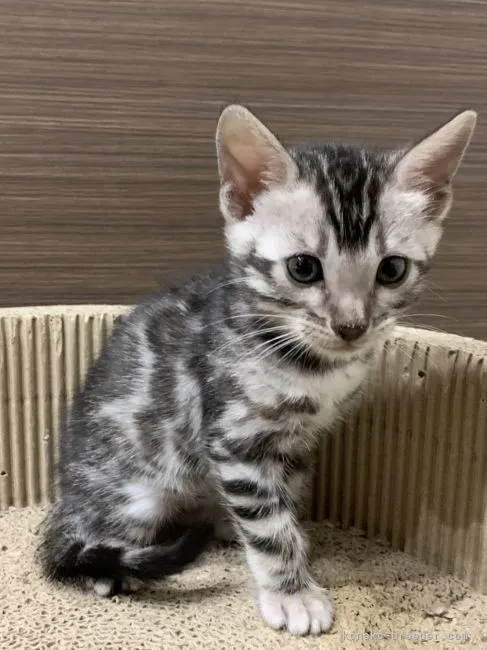 ID：2201-01289の子猫