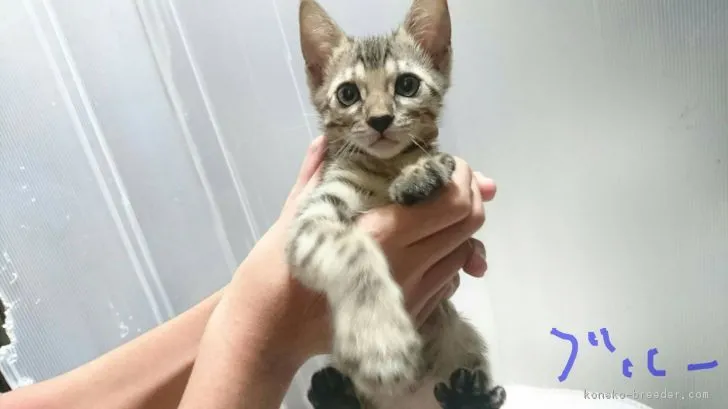 ID：1809-00061の子猫