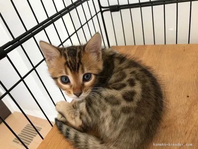 Y・K 様のお迎えした子猫