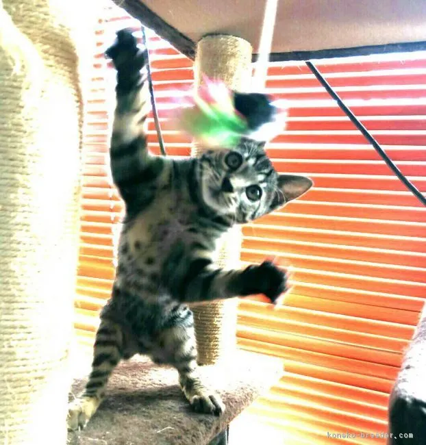 ID:1901-01274の子猫