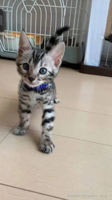 ID：2205-01486の子猫