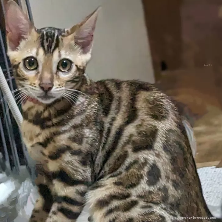 ID:2404-00147の子猫