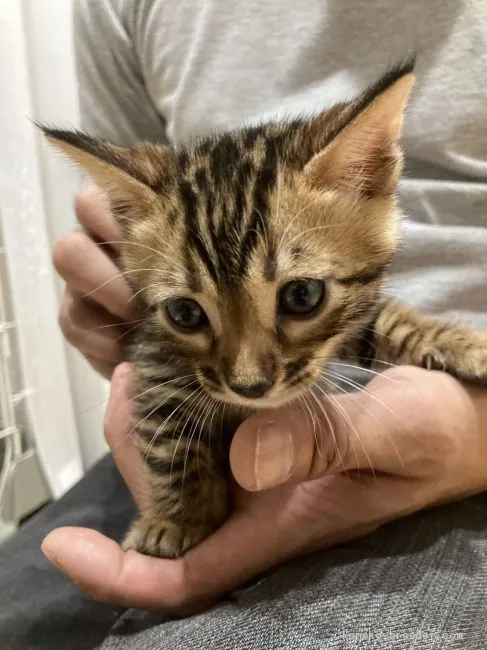 ID：2007-01903の子猫