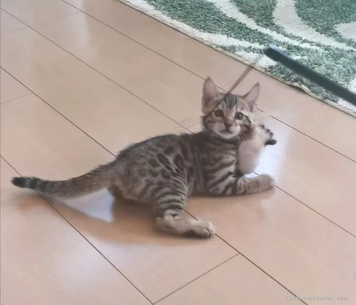 ID:2110-00610の子猫
