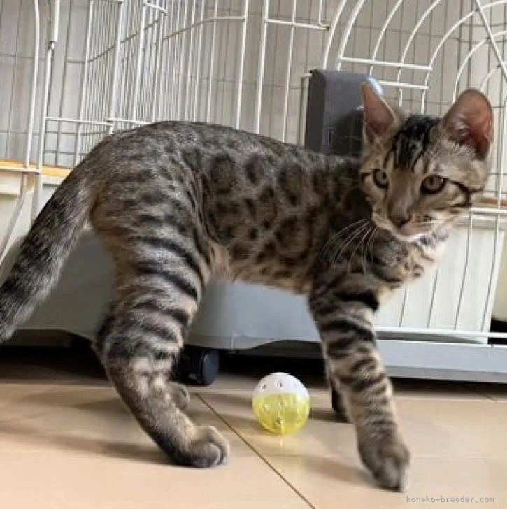 ID：2209-02009の子猫