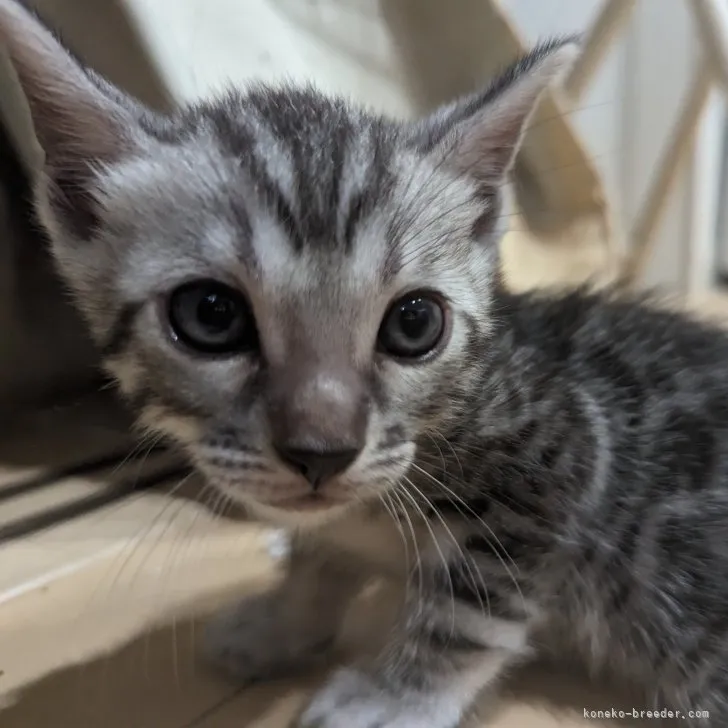 ID：2308-00206の子猫