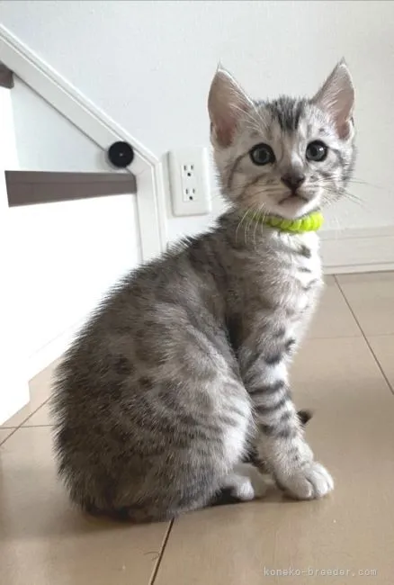 Ｈana子 様のお迎えした子猫