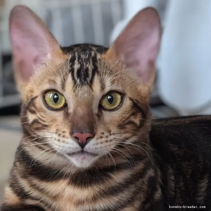 ID:2404-00144の子猫