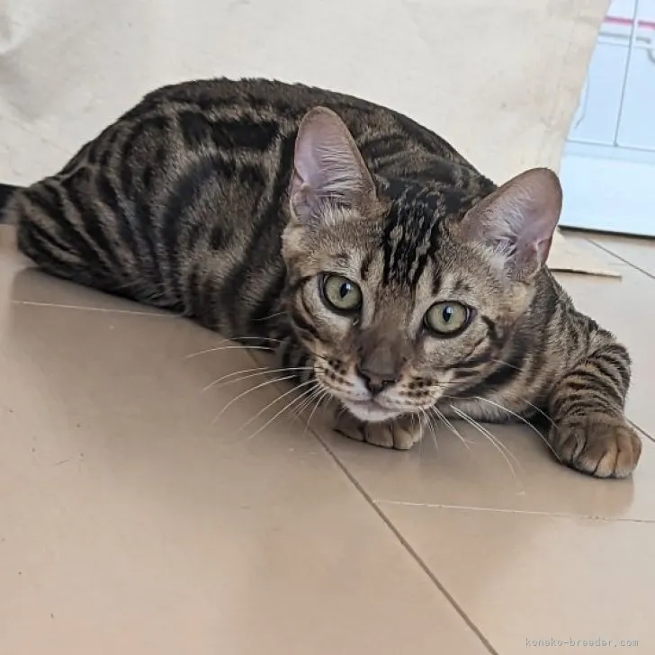 ID：2306-03795の子猫