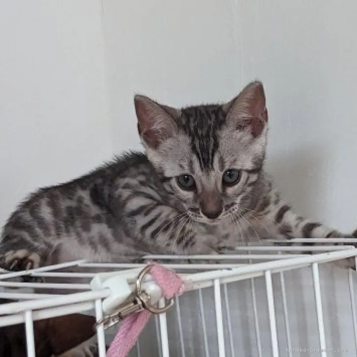 ID：2306-03800の子猫