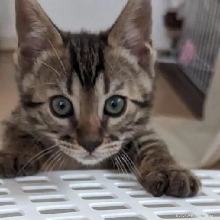 ID:2301-00818の子猫
