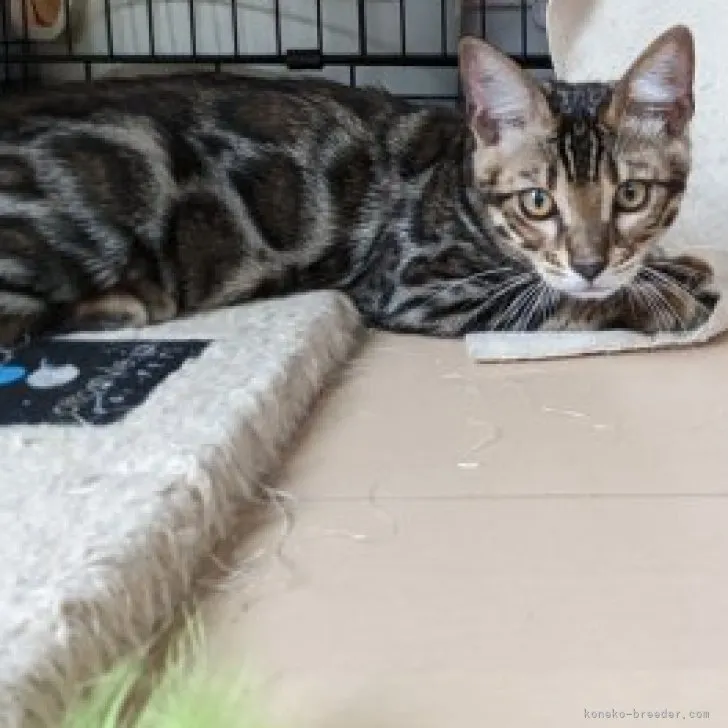 ID：2304-02761の子猫