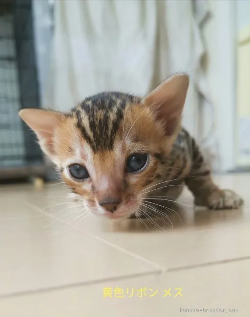 ID：2009-00366の子猫