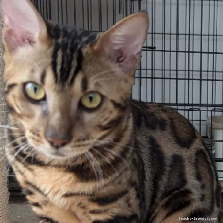 ID：2404-02309の子猫