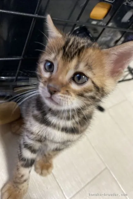 ID：2204-01913の子猫