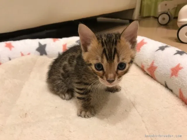 ID:1706-00582の子猫