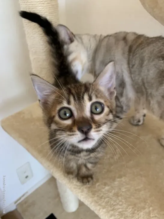 ID：1812-00451の子猫