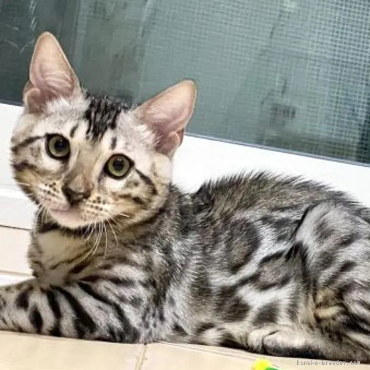 ID：2204-01897の子猫