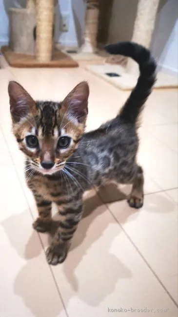 ID：1909-00096の子猫