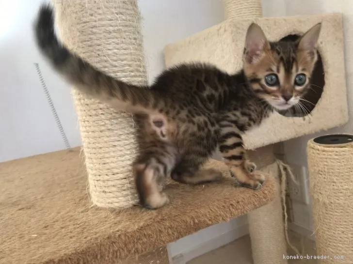 ID:1810-00346の子猫