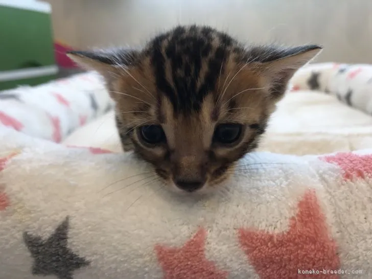 ID：1803-01156の子猫