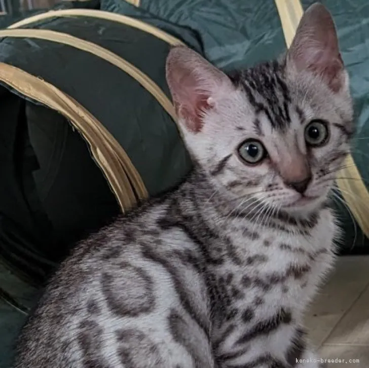 ID:2305-03672の子猫