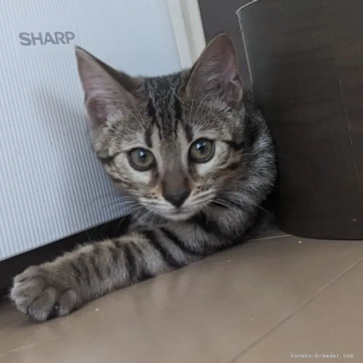 ID:2301-00820の子猫