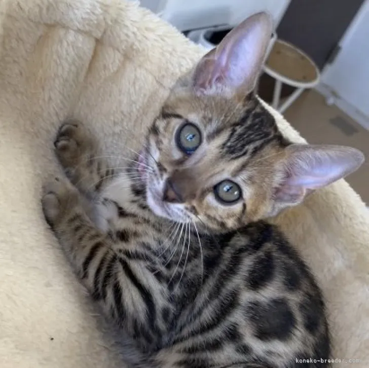 ID：2302-00758の子猫
