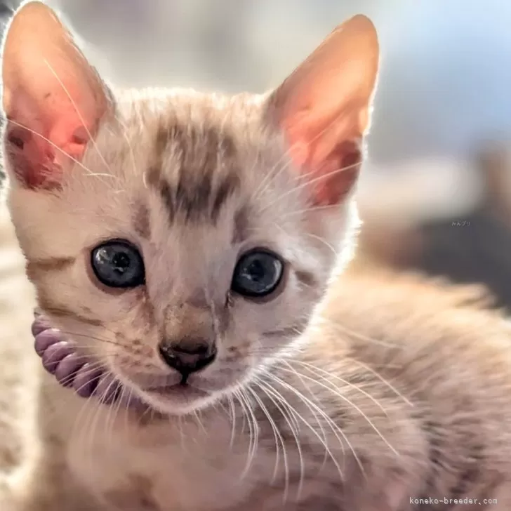 ID：2411-02178の子猫