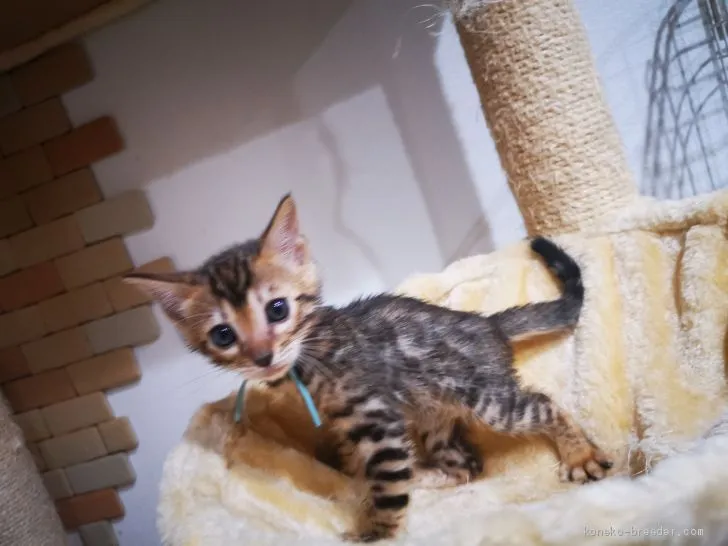 ID:2005-00669の子猫