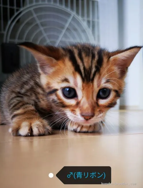 ID：2006-01383の子猫