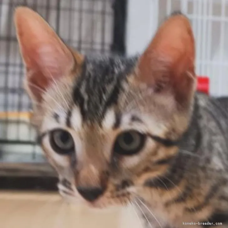 ID:2205-01485の子猫