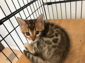 ベンガル【静岡県・男の子・2017年4月17日・ブラウンスポテッドタビー】の写真「父猫血統優良」