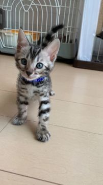 ベンガル【静岡県・男の子・2022年4月14日・シルバースポテッドタビー】の写真「可愛い男の子」