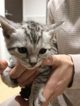 ベンガル【静岡県・男の子・2017年2月26日・シルバースポテッドタビー】の写真「父猫優良血統」