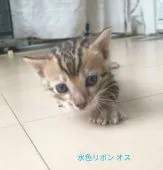 ベンガル【静岡県・男の子・2020年8月11日・ブラウンスポテッドタビー(ロゼット)】の写真1