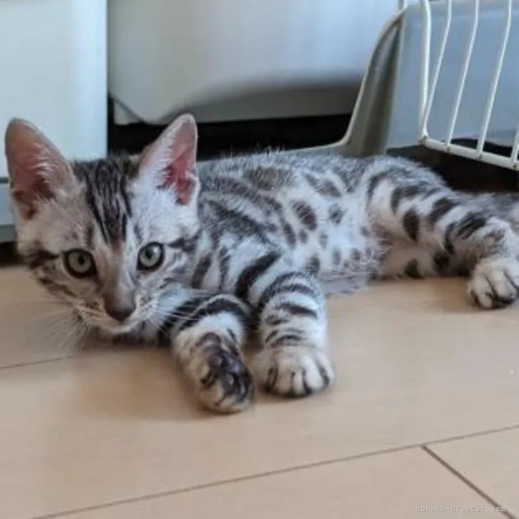 ID:2210-00885の子猫