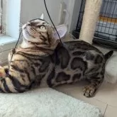 ベンガル【静岡県・男の子・2024年3月23日・ブラウンスポテッドタビー(ロゼット)】の写真3