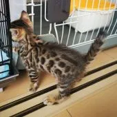 ベンガル【静岡県・女の子・2020年1月25日・ブラウンスポテッドタビー(ロゼット)】の写真4