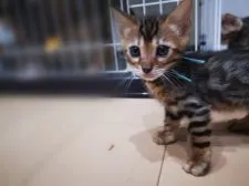 ベンガル【静岡県・男の子・2020年4月6日・ブラウン(ロゼット)】の写真4