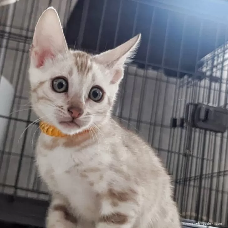 ID：2510-01223の子猫