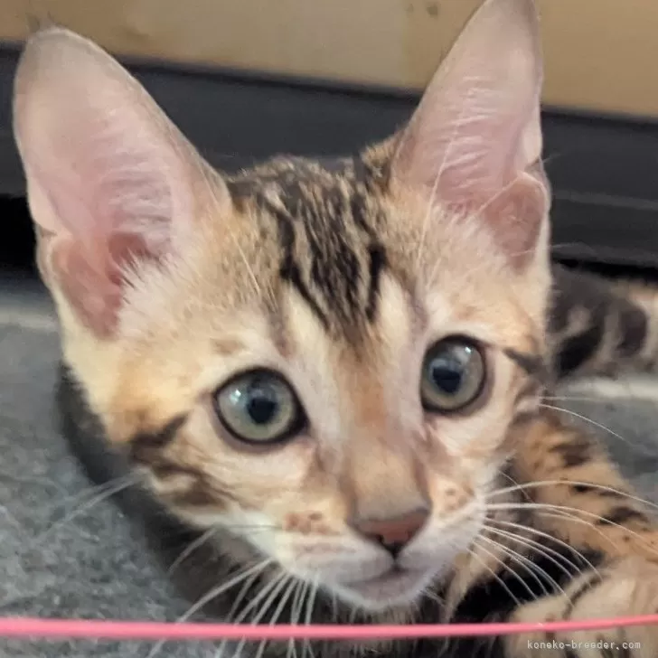 ID：2502-02231の子猫