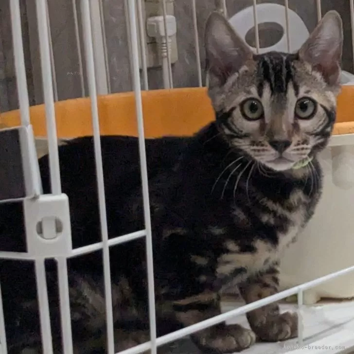 M.I 様のお迎えした子猫