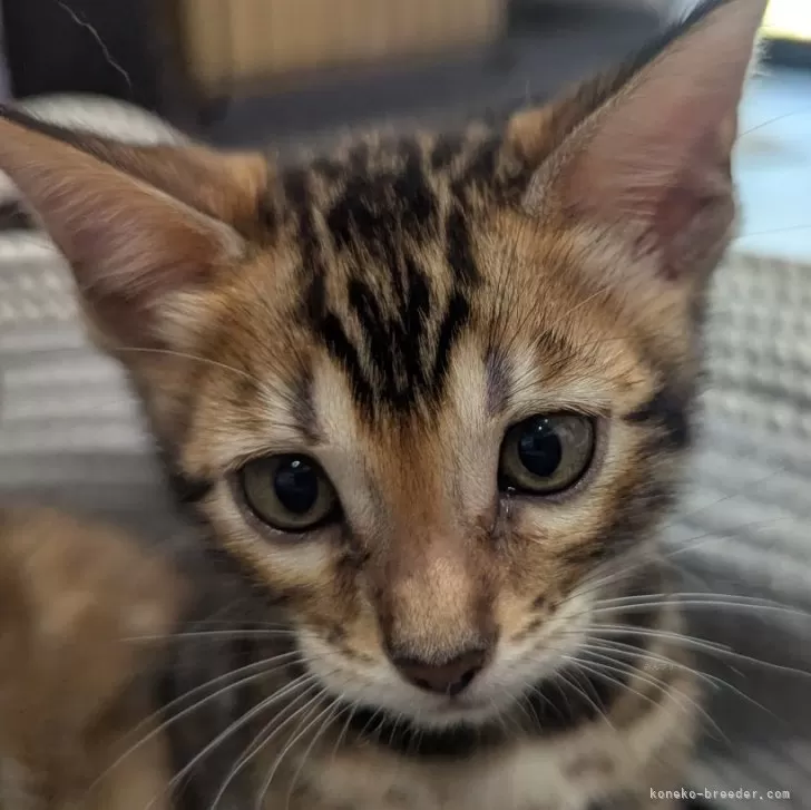 ID:2507-00256の子猫