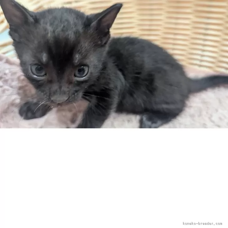 F.Y 様のお迎えした子猫