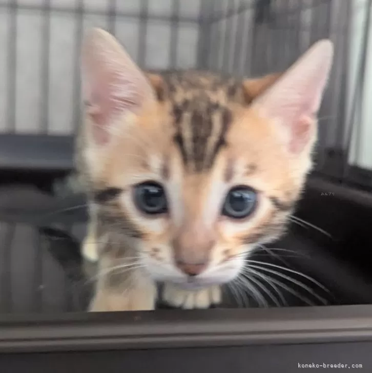 tomo 様のお迎えした子猫